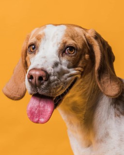 Lovely dog sticking out his tongue