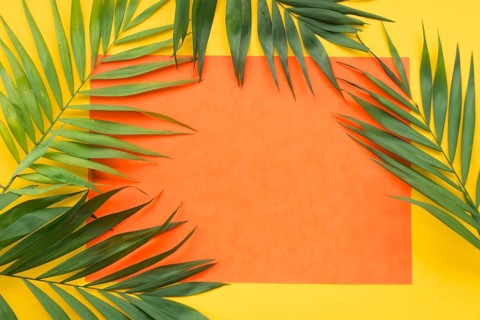Plant leaves blank orange paper frame yellow background