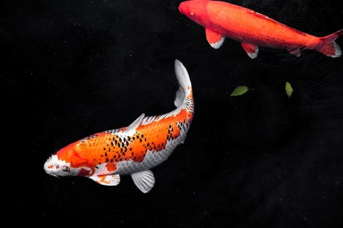 Top view colorful koi fishes4