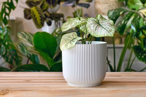 Small 'Caladium Bicolor Cranberry Star' houseplant with white leaves