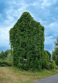 House overgrown with wild vines in the Spreewald near Luebben