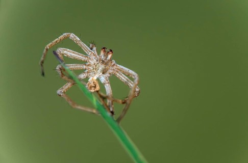 Exoskeleton