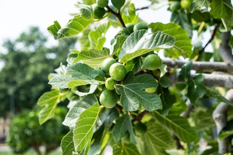 Ripe figs on a fig tree