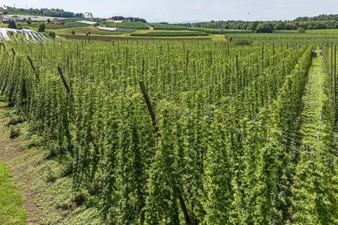Hop