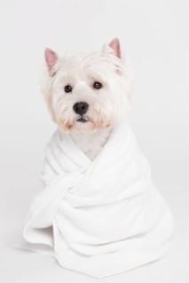 Cute small dog sitting towel