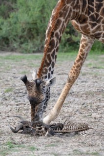 Masai giraffe
