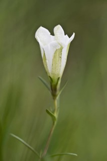 Marsh gentian