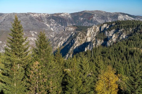 Forest in Durmitor National Park