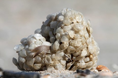 Spawn balls of the common whelk
