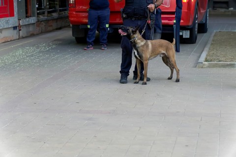 Training of a Belgian Shepherd Malinois dog for police work