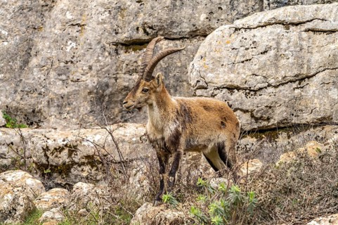 Spanish ibex