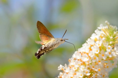 Hummingbird hawk-moth