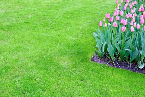Pink tulips in a tulip field in a meadow