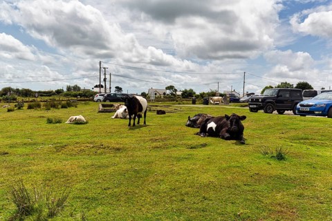 Cows in a meadow