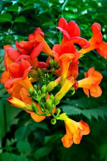 Trumpet creepers