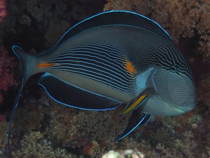 Red sea clown surgeon