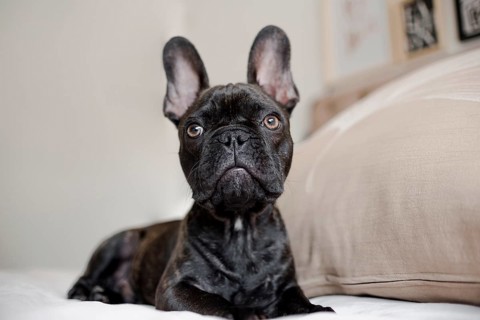 Close up pretty little french bulldog