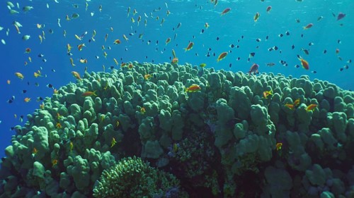 Hard corals colony Porites