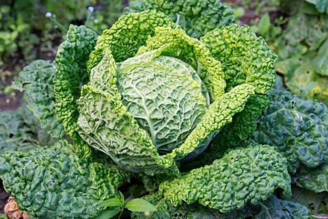 Cabbage