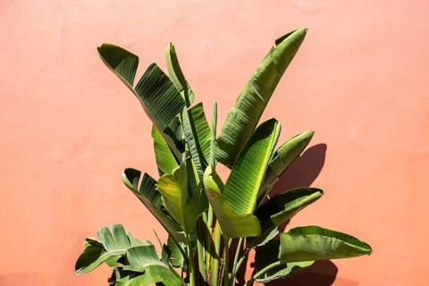 Banana tree in front of a wall