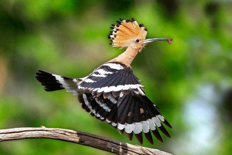 Hoopoe