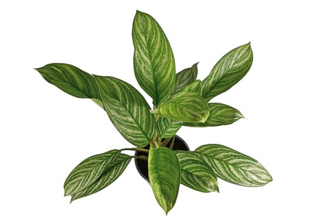 Top view of exotic 'Aglaonema Stripes' houseplant with long leaves with silver stripe pattern in flower pot isolated on white background