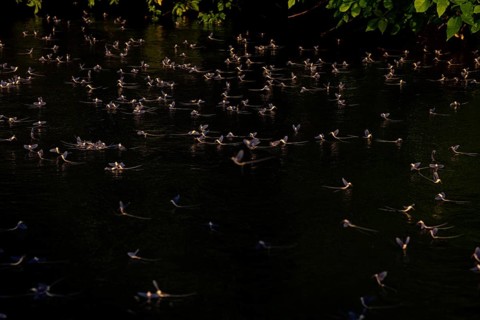 Mayfly