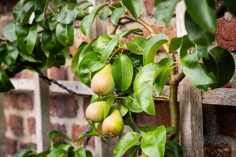 Trellis fruit on a brick wall