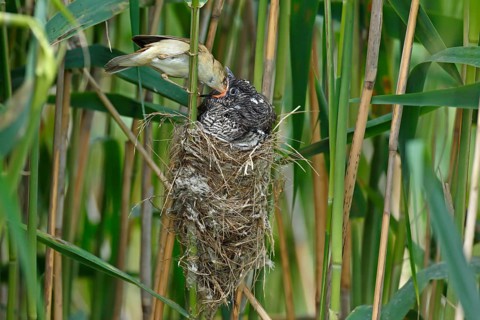 Common cuckoo