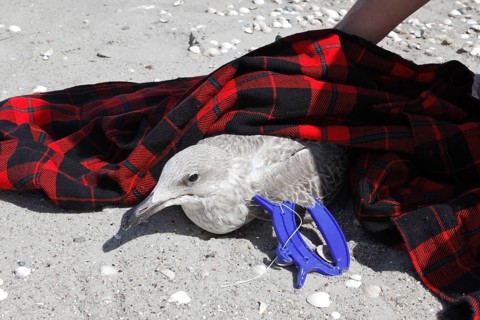 Litter from the sea