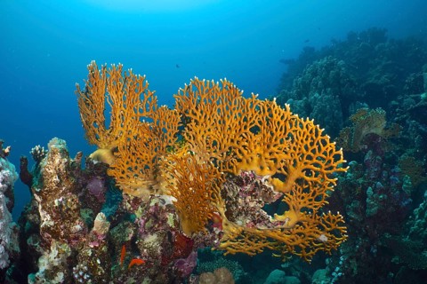 Net fire coral