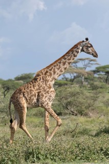 Masai giraffe