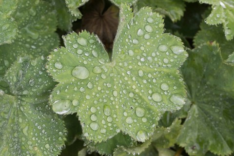 Lady's mantle