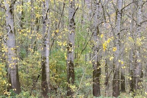 Row of trees