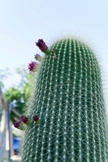 Close-up of a Neobuxbaumia Polylopha cactus with colorful flowers