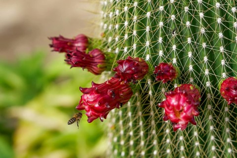 Bee in flight pollinating the flowers of a cactus Neobuxbaumia Polylopha