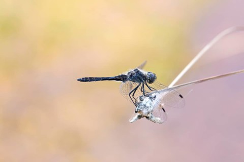 Black darter
