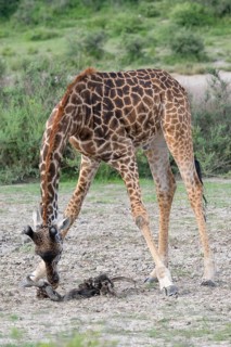 Masai giraffe