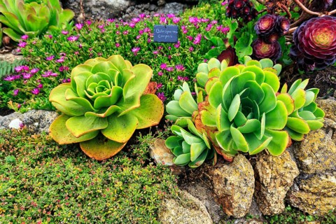 Subtropical rock garden at the Minack Theatre