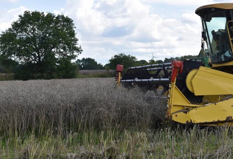 Combine harvester during rape
