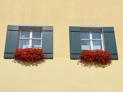 Flower window with red hanging geraniums and green shutters