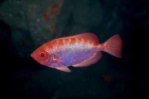 Bigeye glasseye snapper