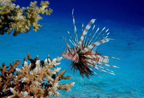 Common lionfish