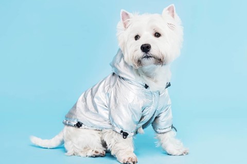 Cute little dog costume