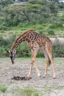 Masai giraffe