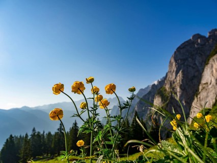 Globeflowers