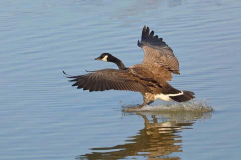 Canada goose