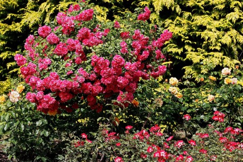 Roses