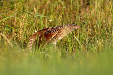 Corn crake
