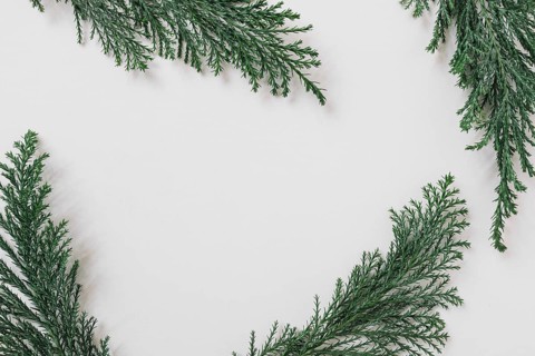 Green branches white table